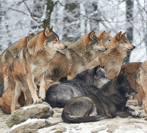 WOLF W&auml;rmepumpen